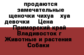 продаются замечательные щеночки чихуа - хуа, девочки! › Цена ­ 15 000 - Приморский край, Владивосток г. Животные и растения » Собаки   